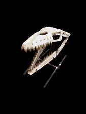 Skull Mosasaurs Skull Dinosaur Skull Beautiful rare reptile skull from Morocco picture