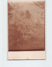 Postcard Greeting Card with Trees Nature Vintage Picture picture