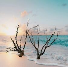 Set of 2 Natural Black Corals,  Tree Branch, Sea Fan, Coral beach decor picture