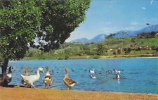 Vintage California Chrome Postcard Santa Barbara Bird Refuge Pond picture