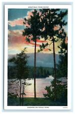 POSTCARD Greetings From Maine Evening on Togue Pond Tall Trees Sunset picture