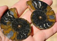 9995 Cut Split PAIR Ammonite Deep Crystal Cavity 110myo Fossil 65mm Medium 2.6