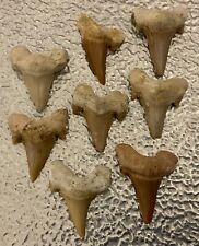 GROUP OF 8 X FOSSILISED PREHISTORIC SHARK TEETH,EXCELLENT CONDITION. picture