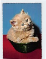 Postcard Kitty In A Basket Picture picture