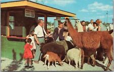 Vintage 1950s ROCHESTER, New York Postcard LOLLYPOP FARM Petting Zoo Llamas picture