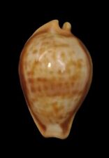 Shell CYPRAEA SURINAMENSIS Brazil 41,7 mm # EXCEPTIONAL TOP GIANT picture