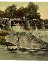 Antique 1913 Copyright Litho Ephemera Postcard Humor Gigantic Fish Midland Pub picture