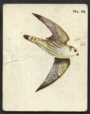 1952 PIGEON HAWK Card PARKHURST Gum V339-2 Audubon BIRDS Canadian #96 Falcon picture