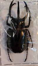 Scarabaeidae: Chalcosoma atlas 80.5mm UNMOUNTED PACKAGED picture