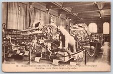 Monaco Oceanographic Zoological Museum Whale Skeletons Postcard picture