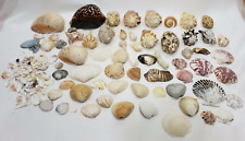 Vintage Seashell Collection Lot of 60+ Variety of Shells picture