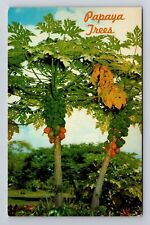 Honolulu HI-Hawaii, Papaya Trees, Tropical Fruit, Vintage Postcard picture