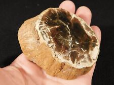 Perfect BARK 225 Million Year Old Polished Petrified Wood HEART Fossil 280gr picture