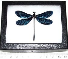 Vestalis melania blue dragonfly damselfly Philippines framed picture