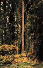 Jedediah Smith Redwoods State Park CA California Coast Forests Vintage Postcard picture