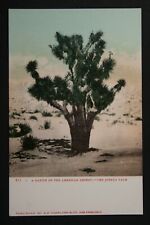 Native of the Desert, The Joshua Palm Tree, Printed Postcard, Unposted, Pre 1908 picture
