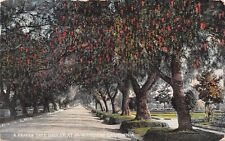 D1459 A Pepper Tree Driveway in Southern California - Antique Postcard picture