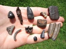 FLORIDA FOSSIL TOOTH COLLECTION ICE AGE EXTINCT PREHISTORIC BONES HORSE TAPIR D picture