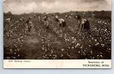 Postcard Mississippi Vicksburg Picking Cotton  Civil War Confederate picture