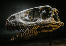 3d printed Deinonychus antirrhopus Skull head skull model dinosaur 1:1 picture
