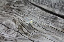 Clear Glass Spider Figurine - Blown Glass Spider - Spider halloween - Spider picture