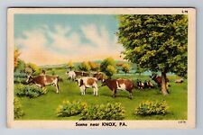 Knox PA-Pennsylvania, Cows In A Field, Antique, Vintage c1918 Souvenir Postcard picture