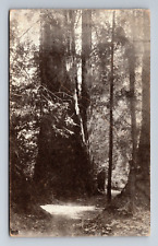 Muir Woods Redwoods San Francisco California Postcard picture