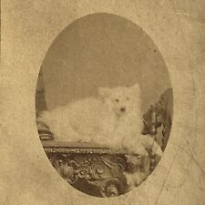 Antique Carte de Vista CDV Photograph Adorable Little Dog Berkeley Square London picture