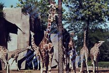 1977 35mm slides 14X Milwaukee Zoo Animals Giraffe Hippo Penguin & more... #1930 picture