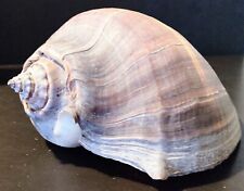 Natural Large Pacific Crown Conch Sea Shell Melongena patula 7