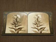 VINTAGE STEREOVIEW STEREOSCOPE CARD 1909  EVENING PRIMROSE NIGHT WILLOW picture