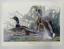 Vintage Set of 4 Duck Prints John James Audubon Lithograph Prints picture