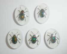 Insect Cabochon Shining Leaf Beetle Oval 18x25 mm on white 10 pieces Lot picture