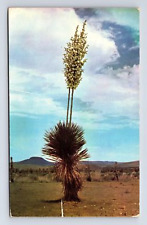 Large Flowering Yucca Rubber Producing Plant Western Species Chrome Postcard picture