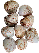 Cockle Sea Shells Lot Of 9 Florida Wast Coast Beaches Sanibel Island 2.5