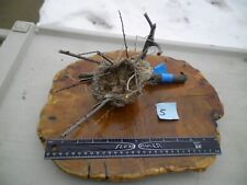 Cute Cabin Decor Tiny Real Abandoned Natural Found Gold Finch Bird Nest #5 picture
