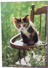 Kitten on a Chair Postcard picture
