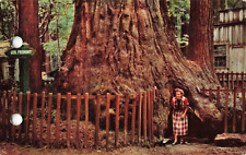 Santa Cruz CA, General Fremont Tree, Henry Cowell Redwoods Park, VTG Postcard picture