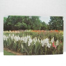 Postcard Vintage Postmarked 1962 Gladiolus Kingwood Center Mansfield Ohio Flower picture