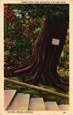 Vintage Postcard - Arbor Vitae Tree over 1000 Yrs Old Natural Bridge Virginia VA picture