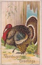 Thanksgiving Greetings Large Turkey Postcard D59 picture