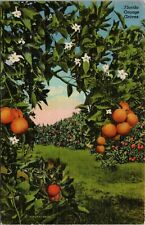 Postcard Florida Orange Groves Burgert Bros. Linen 1945 picture