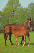 Mama Horse With Her Foal Printed in Western Germany Vintage Chrome Postcard picture