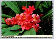 Hawaiian Pink Plumeria Vintage Unposted Postcard picture