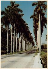 Vtg Postcard 6x4 Lake Okeechobee Clewiston FL Florida Palms Street View 1980s K6 picture