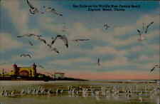 Postcard: Sea Gulls on the World's Most Famous Beach Daytona Beach, Fl picture