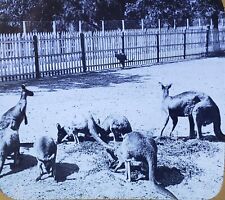 Kangaroos in the Public Park, Australia, c1920's Magic Lantern Glass Slide picture