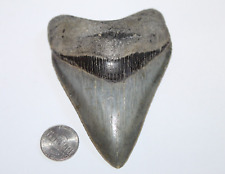 MEGALODON Shark Tooth Fossil No Repair Natural 4.17