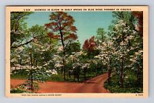 VA-Virginia, Dogwood In Bloom, Antique, Vintage c1950 Souvenir Postcard picture