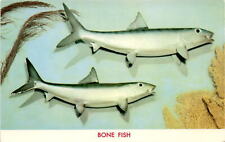 Bonefish, Gulf Stream, Florida, 15 lbs, sport fish. Postcard picture